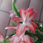 Edith Mena - @edith.mena.7127 - Instagram