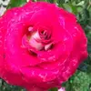 Edith Minerva Delg77 - @edithminervadelg7 - TikTok