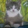 edith - @edithmoser1 - TikTok