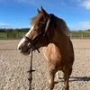 Edith Nyman - @edith.ridkonto - TikTok