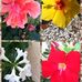 Editha Oconnell - Facebook