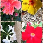 Editha Oconnell - @edithaoconnell - Instagram