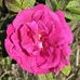 Edith Campbell - Facebook