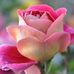Edith Olive Nankeng Zemkeng - Facebook