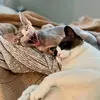 Edith & Otto - @haus_of_cats - TikTok