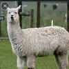 mama lama - @edithowusu501 - TikTok