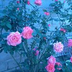 Edith Palma - @edith.palma.988 - Instagram