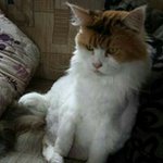 Edith van Pappelendam - @edith.vanpappelendam - Instagram