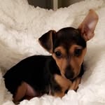 Edith - @edithpaulssonminijackrussel - Instagram