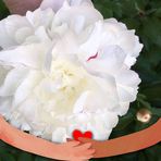 Edith Pearcy - Facebook