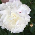 Edith Pearcy - Facebook