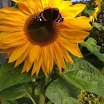 Edith Julie Pedersen - @edithjuliepedersen - Instagram
