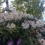 Edith Pedersen - @edith_pedersen - Instagram