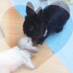 Pepe🐰💙Edith🐰💗 - @pepe_edith_thebunnies - Instagram