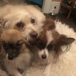 Dr Pepper, Gizmo And Edith - @drpeppergizmoedith - Instagram