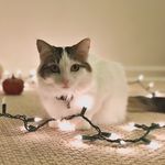 Edith - @edith_thecat_peppers - Instagram
