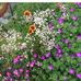 Edith Perdue - Facebook