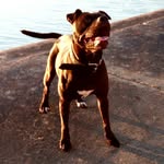 Edith Piaf - @konypitbull - Instagram