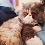 Edith Piaf - @edithpiaf.thecat - Instagram