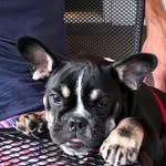 Édith Piaf - @edith_piaf_frenchie - Instagram