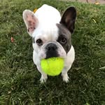 Edith Piaf the Frenchie - @edithpiafthefrenchie - Instagram