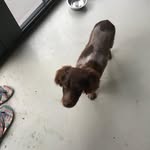 Edith - @edith_thepicardyspaniel - Instagram