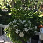 Edith Picard - Facebook