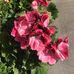 Edith Pilgrim - Facebook