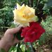 Edith Portillo - Facebook