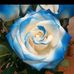 Edith Ramon - Facebook
