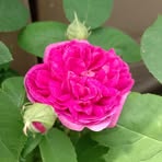 Edith Rasmussen - Facebook