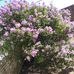 Edith Reeves - Facebook