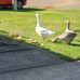 Edith Reid - Facebook