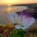 Edith Remy - Facebook