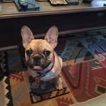Spoiled Frenchies Edith & Remy - @lady_edith_sir_remy - Instagram