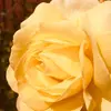 𝓔𝓭𝓲𝓽𝓱 𝓻𝓲𝓭𝓮𝓻 - @edith..rider - TikTok