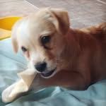 Harupang - @editht.ritter - Instagram