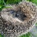 Edith Roberts - Facebook