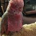 Edith Robertson - Facebook