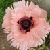 Edith Roetynck - Facebook