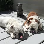 Edith Rose & Pearl & Trudie - @edithandpearl - Instagram
