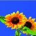 Edith Royal - Facebook