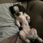 Queen Shitzu - @edithruffruff - Instagram