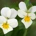 Edith Thomas - Facebook
