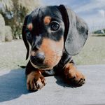 Edith wilkins 🐶 - @edith_the_therapydog - Instagram