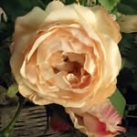 Edith Winter - @ediwi153 - Instagram