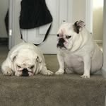 Elouise, Edith, Winter & Ethel - @mywhitelambs - Instagram