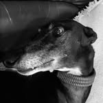 🌺edith (edie)🌼 - @edith_wolfe_greyhound - Instagram