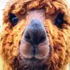 Edith Wulff - @edith.wulff - TikTok