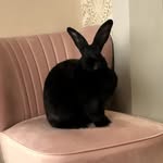 Edith 🐇 - @edith_yorkshire_bun - Instagram